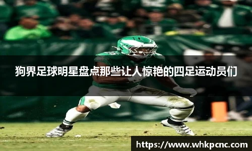 狗界足球明星盘点那些让人惊艳的四足运动员们